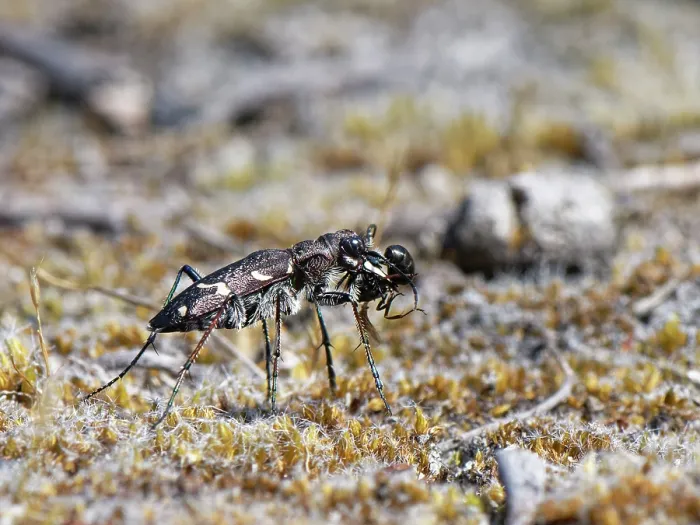 Framed Print : Wood tiger beetle (Cicindela sylvatica) with Wood ant (Formica rufa) prey, Dorset, England, UK. June Framed Print : Wood tiger beetle (Cicindela sylvatica) with Wood ant (Formica rufa) prey, Dorset, England, UK. June