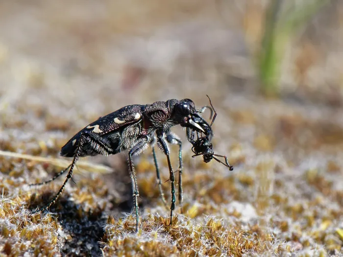 Framed Print : Wood tiger beetle (Cicindela sylvatica) with Wood ant (Formica rufa) prey, Dorset, England, UK. June Framed Print : Wood tiger beetle (Cicindela sylvatica) with Wood ant (Formica rufa) prey, Dorset, England, UK. June