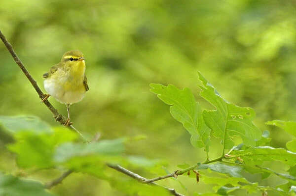 Wood Warbler (Phylloscopus sibilatrix) perched among sessile oak leaves. Wales, May