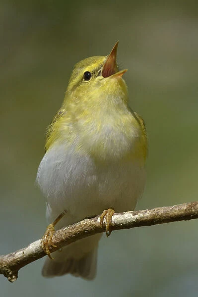 Wood Warbler (Phylloscopus sibilatrix) singing from perch. Wales. April