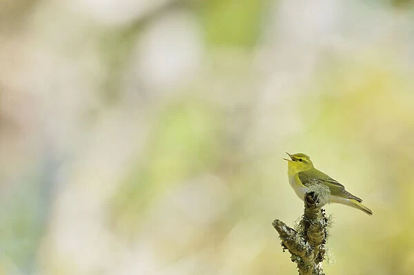 Wood warbler (Phylloscopus sibilatrix) singing from a lichen covered branch, Atlantic