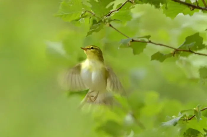 Framed Print : Wood warbler (Phylloscopus sibilatrix) in flight in sesile oak forest, Wales, UK, May Framed Print : Wood warbler (Phylloscopus sibilatrix) in flight in sesile oak forest, Wales, UK, May