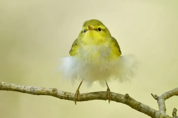 Framed Print : Wood Warbler (Phylloscopus sibilatrix) juvenile perched Framed Print : Wood Warbler (Phylloscopus sibilatrix) juvenile perched