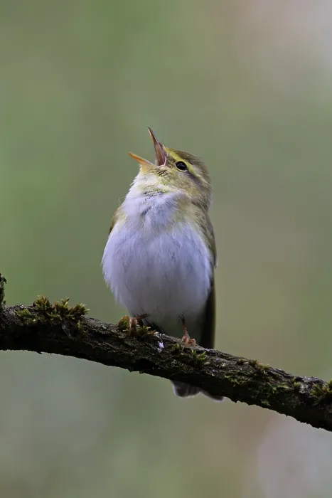 Framed Print : Wood warbler (Phylloscopus sibilatrix) male, perched on branch singing, Northamptonshire, England, UK. June Framed Print : Wood warbler (Phylloscopus sibilatrix) male, perched on branch singing, Northamptonshire, England, UK. June
