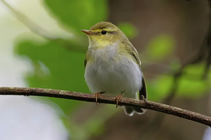 Framed Print : Wood warbler (Phylloscopus sibilatrix) male, perched on branch, Northamptonshire, England, UK. June