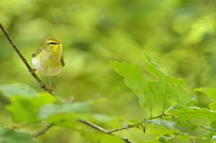 Framed Print : Wood Warbler (Phylloscopus sibilatrix) perched among sessile oak leaves. Wales, May Framed Print : Wood Warbler (Phylloscopus sibilatrix) perched among sessile oak leaves. Wales, May