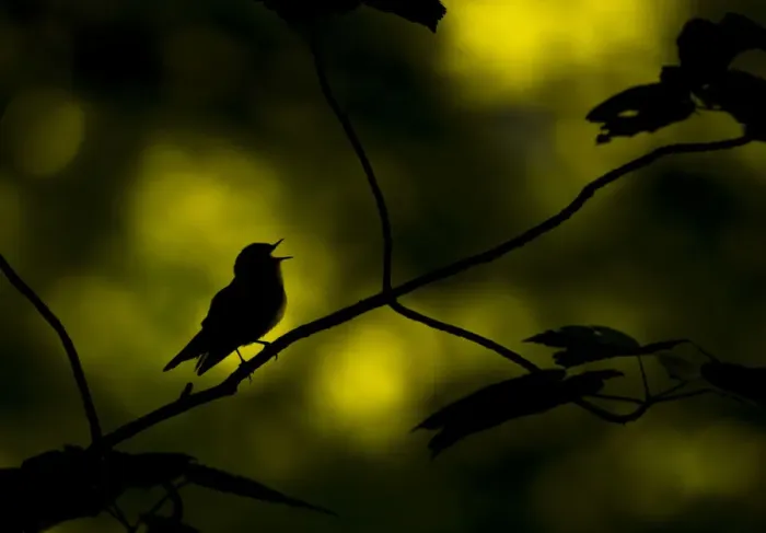 Framed Print : Wood warbler (Phylloscopus sibilatrix) singing whilst perched on branch, silhouetted at dawn Framed Print : Wood warbler (Phylloscopus sibilatrix) singing whilst perched on branch, silhouetted at dawn