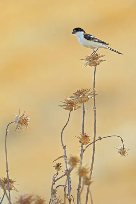 Framed Print : Woodchat shrike (Lanius senator) perched on thistle, Sierra de Grazalema Natural Park Framed Print : Woodchat shrike (Lanius senator) perched on thistle, Sierra de Grazalema Natural Park