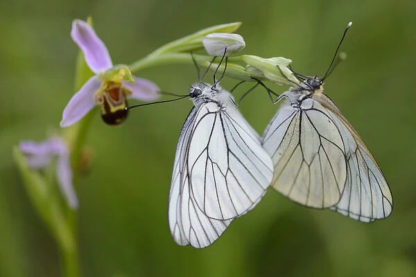 Woodcock orchid (Ophrys cornuta / scolopax) with mating Black veined white butterflies