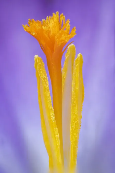 Framed Print : Woodland crocus (Crocus tommasinianus) close-up of anthers and stigma, Banbridge Framed Print : Woodland crocus (Crocus tommasinianus) close-up of anthers and stigma, Banbridge