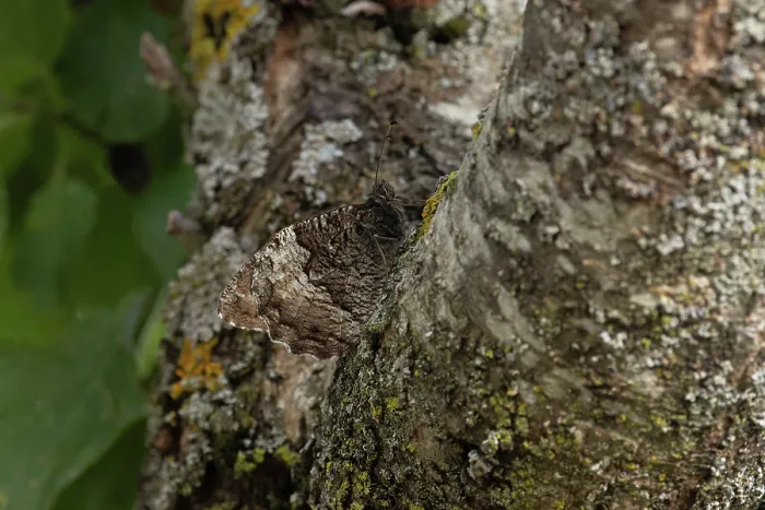 Framed Print : Woodland grayling butterfly (Hipparchia fagi) resting on tree trunk, Pyrenees, Spain. August