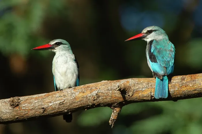 Framed Print : Two Woodland kingfishers (Halcyon senegalensis) perched on branch, Marakele Private Reserve, Waterberg Biosphere Reserve, Limpopo Province, South Africa Framed Print : Two Woodland kingfishers (Halcyon senegalensis) perched on branch, Marakele Private Reserve, Waterberg Biosphere Reserve, Limpopo Province, South Africa