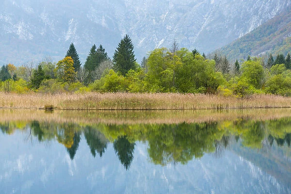 Woodland and reedbed reflected in Lake Bohinj, Triglav National Park, Julian Alps