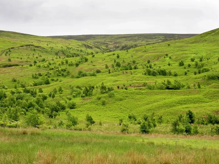Framed Print : Woodland regeneration, Geltsdale Nature Reserve, near Brampton, North Pennines, Cumbria, UK. June, 2023 Framed Print : Woodland regeneration, Geltsdale Nature Reserve, near Brampton, North Pennines, Cumbria, UK. June, 2023
