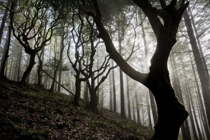 Framed Print : Woodland with sun shining through mist, Montado do Barreiro Natural Park, Madeira Framed Print : Woodland with sun shining through mist, Montado do Barreiro Natural Park, Madeira