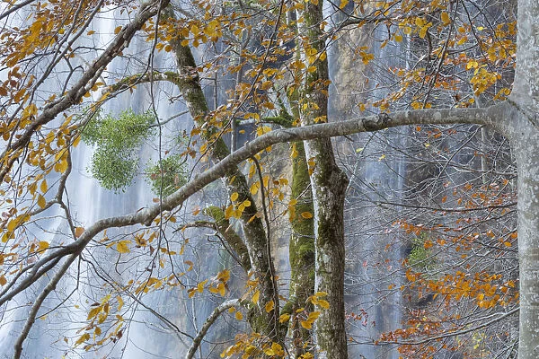 Woodland surrounding Veliki Prstavci waterfalls, with Mistletoe (Viscum album) on European beech