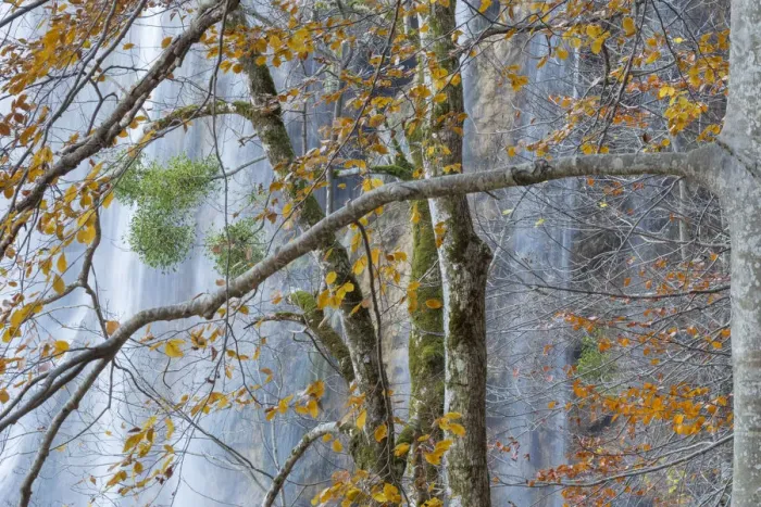 Framed Print : Woodland surrounding Veliki Prstavci waterfalls, with Mistletoe (Viscum album) on European beech Framed Print : Woodland surrounding Veliki Prstavci waterfalls, with Mistletoe (Viscum album) on European beech