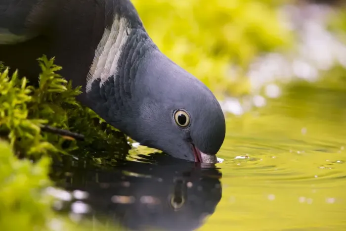 Framed Print : Woodpigeon (Columba palumbus) drinking, Bayern, Germany. May Framed Print : Woodpigeon (Columba palumbus) drinking, Bayern, Germany. May