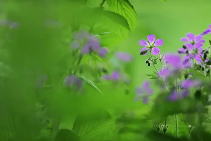 Framed Print : Woody cranesbill (Geranium sylvaticum) in flower, Oesling, Ardennes, Luxembourg, May 2009