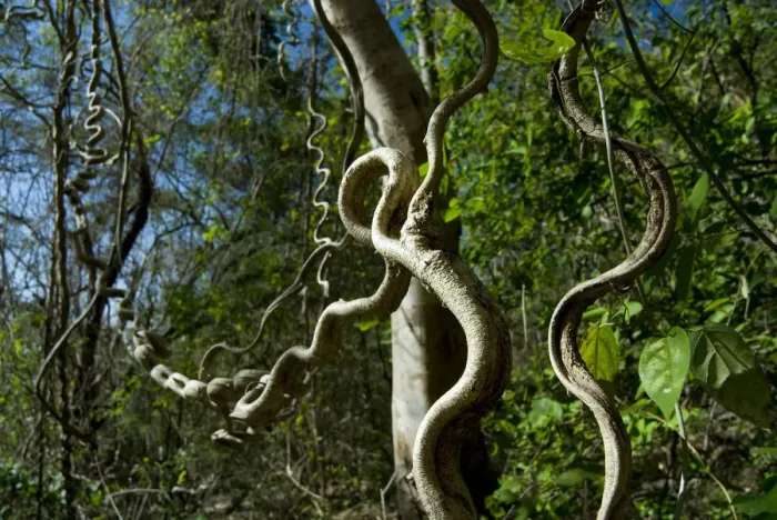 Framed Print : Woody / Monkey ladder vine (Bauhinia glabra) Palo Verde National Park, Costa Rica Framed Print : Woody / Monkey ladder vine (Bauhinia glabra) Palo Verde National Park, Costa Rica