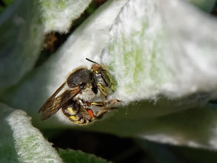 Framed Print : Wool carder bee (Anthidium manicatum) female, scraping hairs from a Lamb's ear (Stachys byzantina) leaf to line her nest with, Wiltshire, UK. July Framed Print : Wool carder bee (Anthidium manicatum) female, scraping hairs from a Lamb's ear (Stachys byzantina) leaf to line her nest with, Wiltshire, UK. July