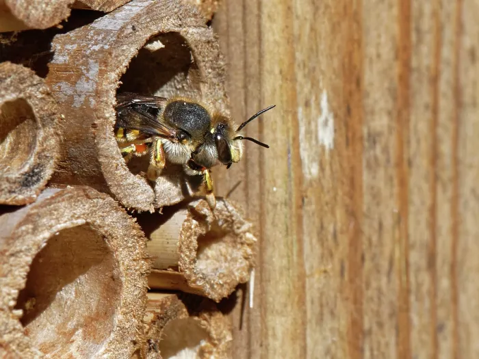 Framed Print : Wool carder bee (Anthidium manicatum) female, emerging from an insect hotel in a garden, Wiltshire, UK. July Framed Print : Wool carder bee (Anthidium manicatum) female, emerging from an insect hotel in a garden, Wiltshire, UK. July