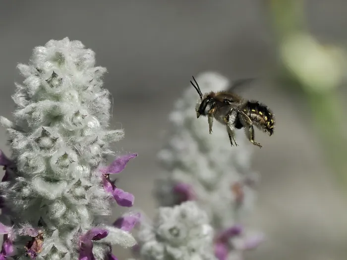 Framed Print : Wool carder bee (Anthidium manicatum) flying towards Lambs-ear (Stachys byzantina) flower in garden, London, England, UK. June Framed Print : Wool carder bee (Anthidium manicatum) flying towards Lambs-ear (Stachys byzantina) flower in garden, London, England, UK. June