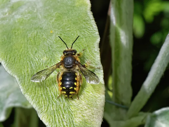 Framed Print : Wool carder bee (Anthidium manicatum) male, resting on a Lamb's ear (Stachys byzantina) leaf within its territory in a garden flowerbed, Wiltshire, UK. July Framed Print : Wool carder bee (Anthidium manicatum) male, resting on a Lamb's ear (Stachys byzantina) leaf within its territory in a garden flowerbed, Wiltshire, UK. July