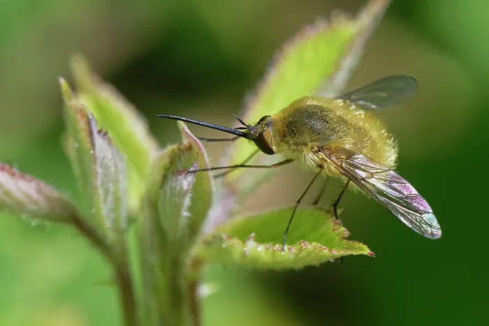 Framed Print : Woolly bee fly (Systoechus sp.) resting on coastal vegetation, Corfu, Greece. May Framed Print : Woolly bee fly (Systoechus sp.) resting on coastal vegetation, Corfu, Greece. May