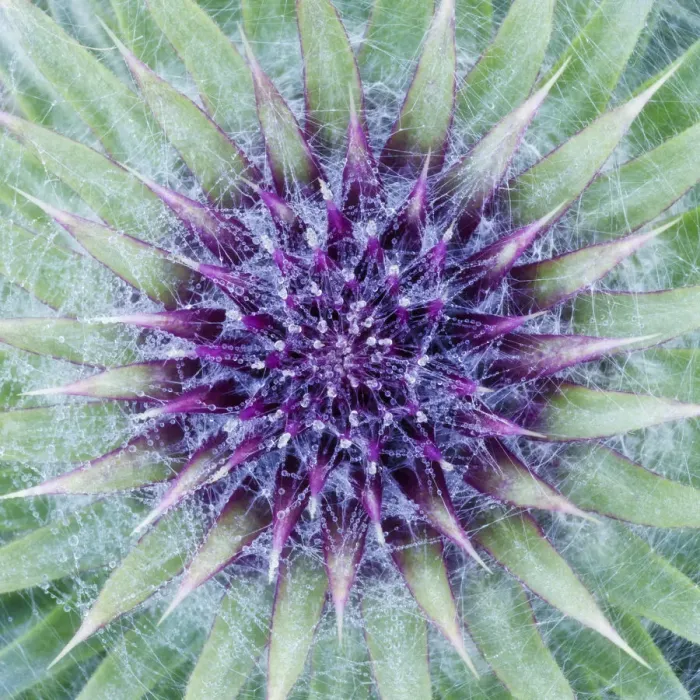 Framed Print : Woolly / Spear thistle (Cirsium vulgare) close-up of flower showing unopened flowerhead Framed Print : Woolly / Spear thistle (Cirsium vulgare) close-up of flower showing unopened flowerhead