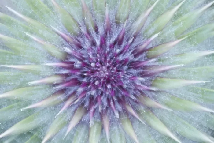 Framed Print : Woolly / Spear thistle (Cirsium vulgare) close-up of flower showing unopened flowerhead Framed Print : Woolly / Spear thistle (Cirsium vulgare) close-up of flower showing unopened flowerhead