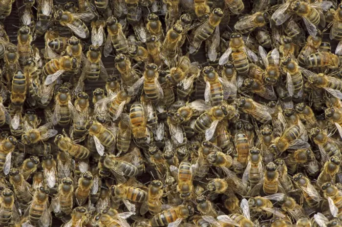 Framed Print : Worker European honey bees (Apis mellifera) in beehive, Suffolk, UK, August Framed Print : Worker European honey bees (Apis mellifera) in beehive, Suffolk, UK, August