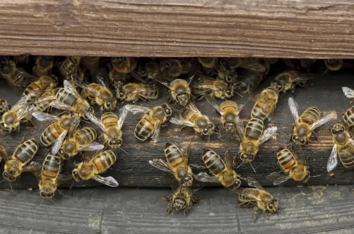 Framed Print : Worker European honey bees (Apis mellifera) entering and leaving hive at a heathland site Framed Print : Worker European honey bees (Apis mellifera) entering and leaving hive at a heathland site