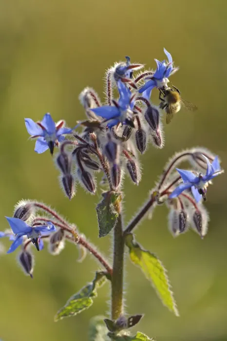 Framed Print : Worker honey bee (Apis mellifera) feeding on nectar of Borage (Borago officinalis) Framed Print : Worker honey bee (Apis mellifera) feeding on nectar of Borage (Borago officinalis)
