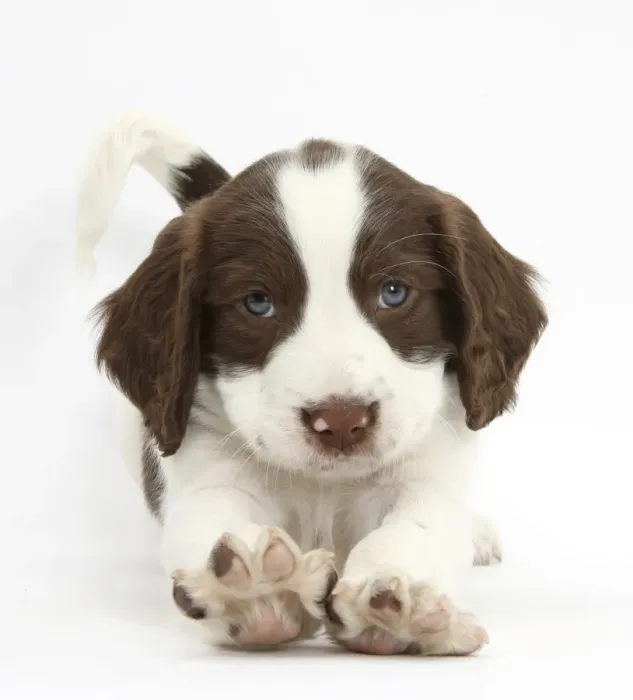 Framed Print : Working English Springer Spaniel puppy, 6 weeks, in play bow Framed Print : Working English Springer Spaniel puppy, 6 weeks, in play bow