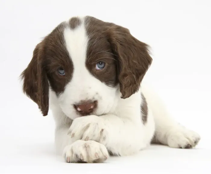 Framed Print : Working English Springer Spaniel puppy, 6 weeks, lying with crossed paws Framed Print : Working English Springer Spaniel puppy, 6 weeks, lying with crossed paws