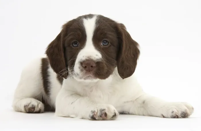 Framed Print : Working English Springer Spaniel puppy, age 6 weeks, lying with head up Framed Print : Working English Springer Spaniel puppy, age 6 weeks, lying with head up