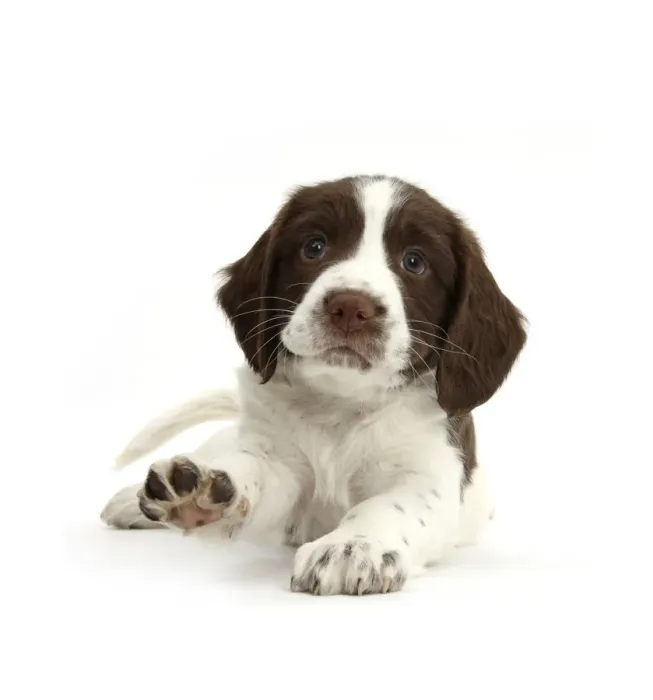 Framed Print : Working English Springer Spaniel puppy, 6 weeks, lying with head up and pointing a paw