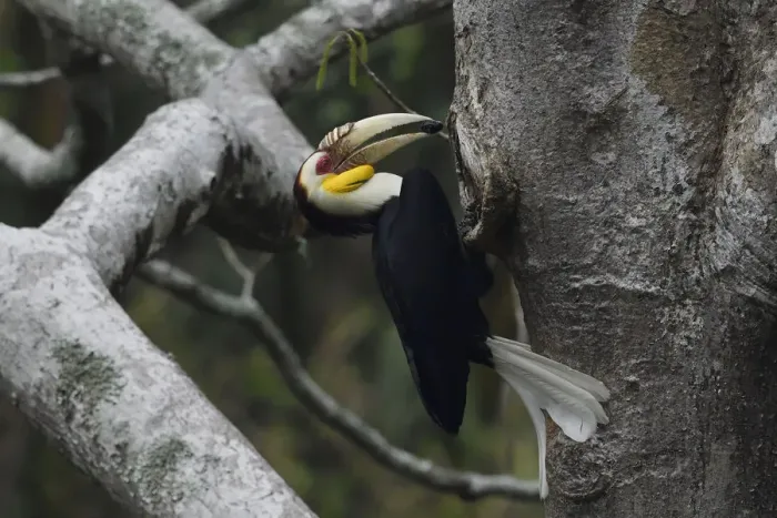 Framed Print : Wreathed hornbill (Aceros undulatus) male carrying berry to nest hole, Tongbiguan Nature Reserve Framed Print : Wreathed hornbill (Aceros undulatus) male carrying berry to nest hole, Tongbiguan Nature Reserve