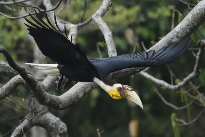 Framed Print : Wreathed hornbill (Aceros undulatus) taking off, Tongbiguan Nature Reserve, Dehong Prefecture Framed Print : Wreathed hornbill (Aceros undulatus) taking off, Tongbiguan Nature Reserve, Dehong Prefecture
