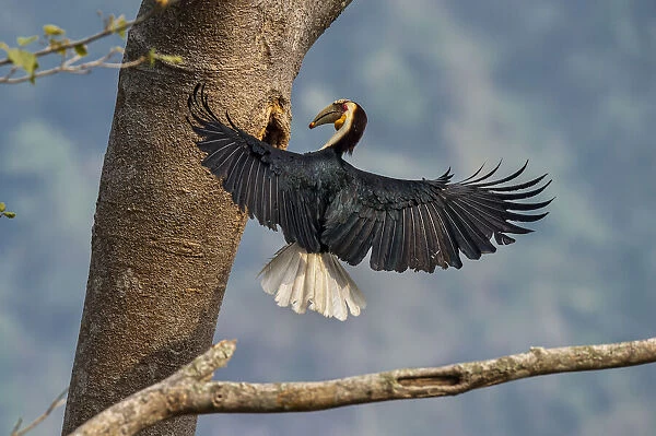 Wreathed hornbill (Rhyticeros undulatus) landing at nest hole, Yunnan province, China