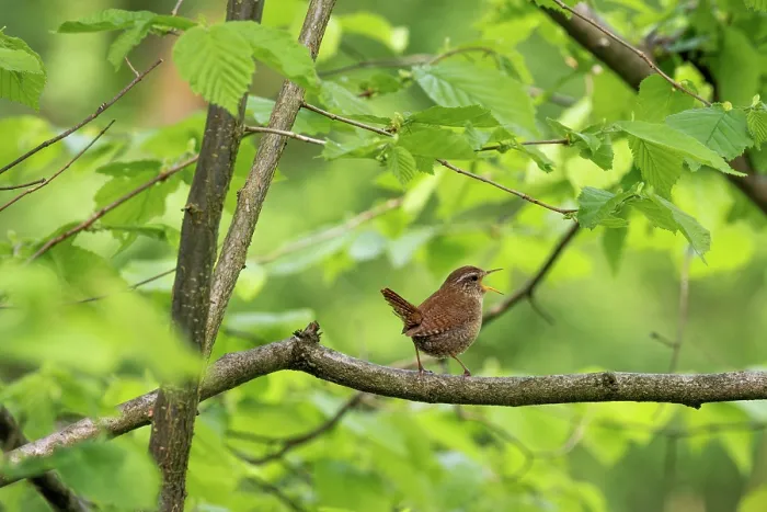 Framed Print : Wren (Troglodytes troglodytes) perched on branch on forest singing, Bavaria, Germany. May Framed Print : Wren (Troglodytes troglodytes) perched on branch on forest singing, Bavaria, Germany. May