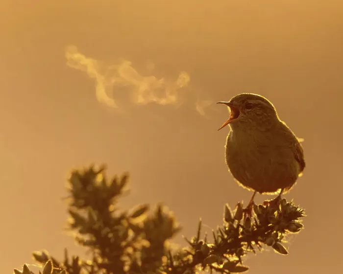 Framed Print : Wren (Troglodytes troglodytes) singing during the morning at St Aidens RSPB reserve near Leeds, UK. April Framed Print : Wren (Troglodytes troglodytes) singing during the morning at St Aidens RSPB reserve near Leeds, UK. April