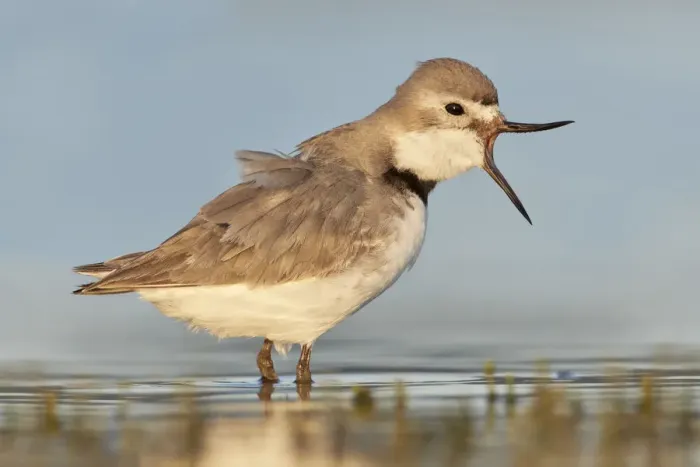 Framed Print : Wrybill (Anarhynchus frontalis) standing shallow water with beak wide open. Lake Ellesmere Framed Print : Wrybill (Anarhynchus frontalis) standing shallow water with beak wide open. Lake Ellesmere