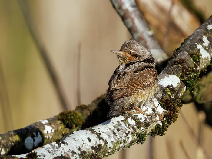 Framed Print : Wryneck (Jynx torquilla) perched on branch, Bavaria, Germany. April Framed Print : Wryneck (Jynx torquilla) perched on branch, Bavaria, Germany. April