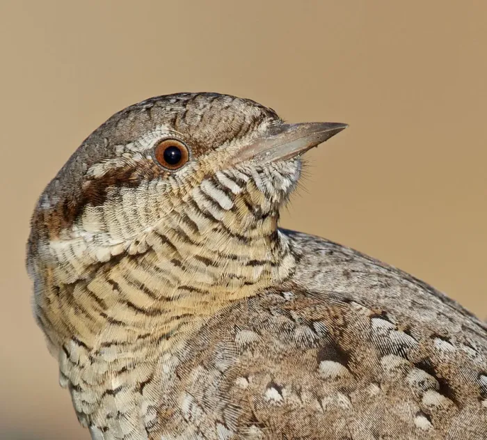 Framed Print : Wryneck (Jynx torquilla) portrait. Uto, Finland. April Framed Print : Wryneck (Jynx torquilla) portrait. Uto, Finland. April