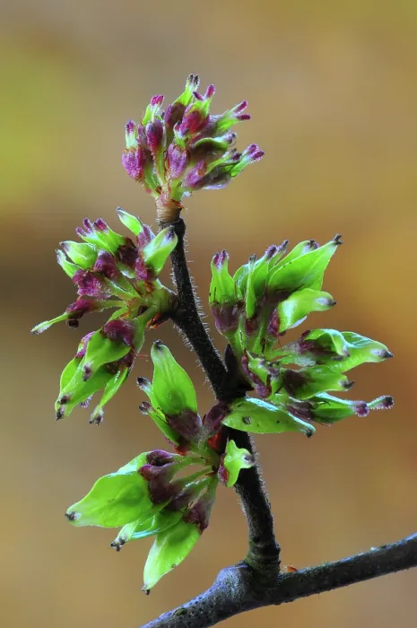 Framed Print : Wych elm (ulmus glabra) close up showing the transition between blossom and seeds forming. Dorset, England, UK. April Framed Print : Wych elm (ulmus glabra) close up showing the transition between blossom and seeds forming. Dorset, England, UK. April