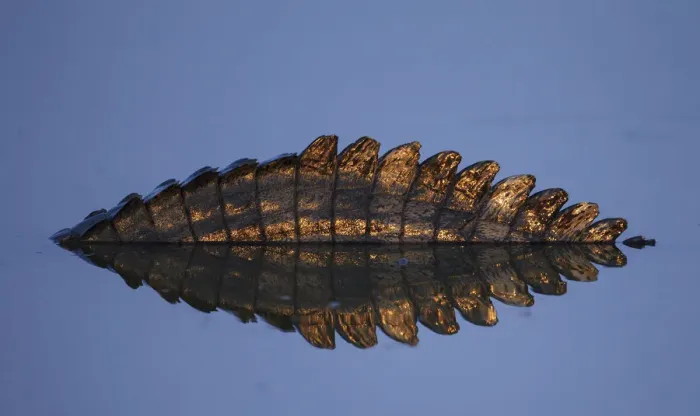 Framed Print : Yacare caiman (Caiman yacare) abstract view of tail and reflection at sunrise, Pantanal Framed Print : Yacare caiman (Caiman yacare) abstract view of tail and reflection at sunrise, Pantanal