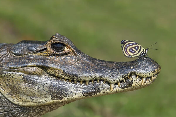 Yacare Caiman (Caiman yacare) with butterfly (Paulogramma pyracmon) resting on its snout