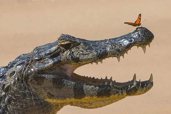 Yacare caiman (Caiman yacare) with butterfly on snout, Cuiaba River, Pantanal Matogrossense